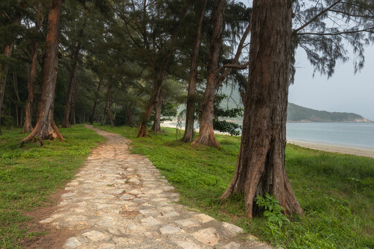 Narrow walking path through a tropical pine grove near the coastal beach of Con Son Island in the Con Dao Archipelago, Vietnam.