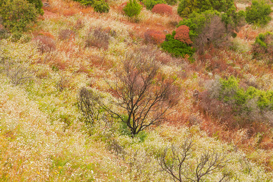 wilderness grass valley with burned tree natural background