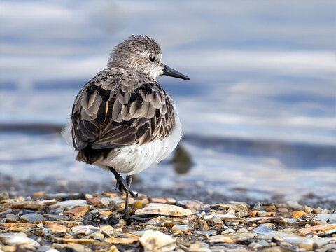 Semipalmated Sandpiper Standing in the Marsh