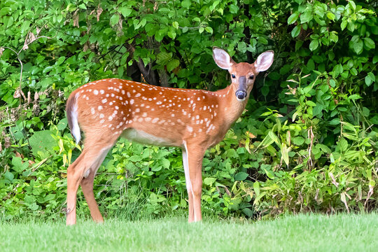 White-tailed Deer Fawn Looking at Camera