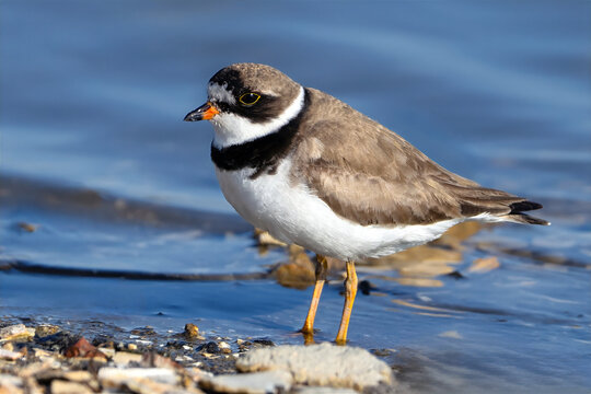 Semipalmated Plover Standing in the Marsh