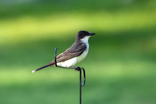 Eastern Kingbird Against Green Background