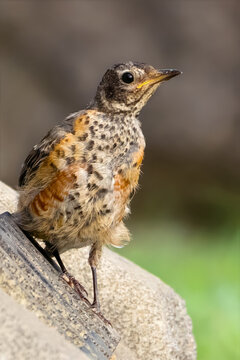 A Young Juvenile American Robin