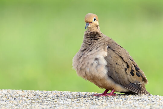 Mourning Dove with Green Background