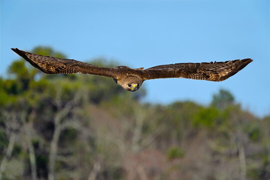 Red-tailed Hawk in Flight Wings Spread
