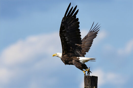 Bald Eagle Leaping off a Piling