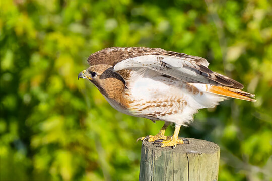 Red-tailed Hawk Ready for Flight