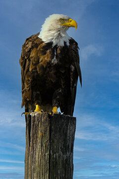 Bald Eagle Standing on a Piling
