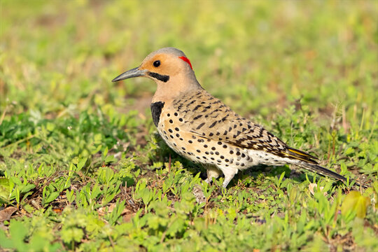 Male Northern Flicker in the Grass