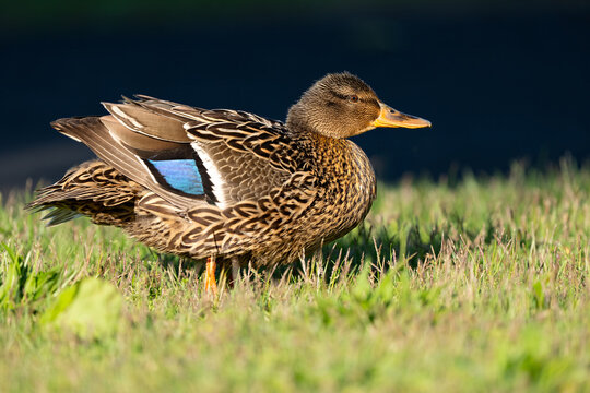 Female Mallard Duck Standing in the Grass