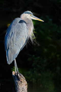 Great Blue Heron Standing on a Stump
