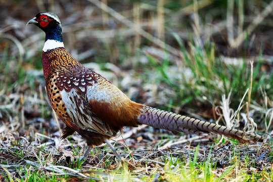 Male Ring-necked Pheasant Walking in Field.