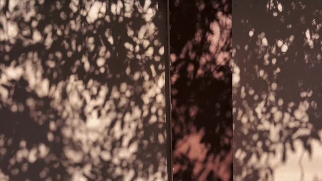 Moving shadows of leaves cast on a wall, creating an abstract natural pattern of light, shade and gentle motion