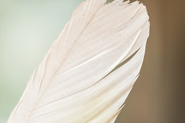 close up of white feather © Lucy Rock