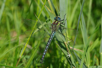 Hairy dragonfly (Brachytron pratense) perched on a green grass blade in a sunny meadow close up macro shot © Badr