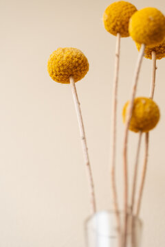 billy buttons or craspedia from Australia, in a vase inside