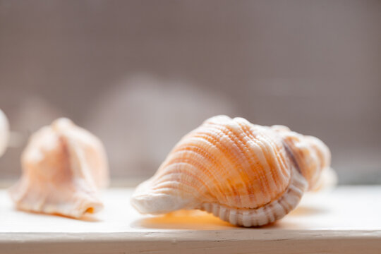 seashell on a shelf