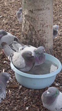 City pigeons bathing and drinking water from plastic bowl, 4K Vertical Video. Multiple feral rock pigeons (Columba livia) gathered around a blue plastic bowl on the ground in a public city park. 