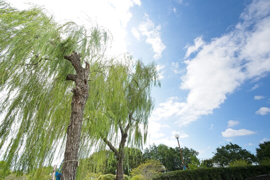 青空と白雲に向かって風にしなる青々とした柳の木