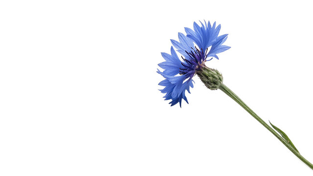Single beautiful fresh blue cornflower stem isolated on transparent background