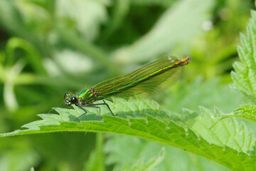 Female Banded Demoiselle damselfly (Calopteryx splendens) perched on a green stinging nettle leaf in summer, side view macro shot. © Badr
