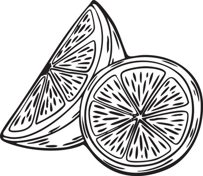 Lime slices composition, hand drawn line art citrus illustration for food packaging, beverage and restaurant design