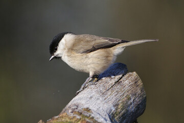 Marsh tit bird (Poecile palustris) perched on a frosted wooden log in winter, closeup side profile view © Badr