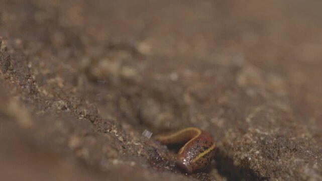 Brown land leech, Haemadipsa zeylanica crawling over wet rocks in slow motion, detailed view of leech in tropical forest environment of Sri Lanka, natural wildlife. ProRes 422 10 bit, raw C-LOG video.