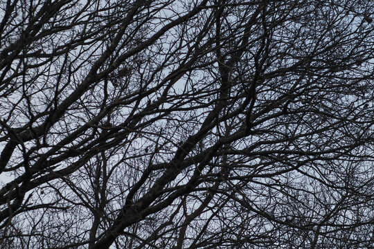 Paysages ruraux sous un temps gris et brumeux