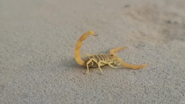 Deathstalker Scorpion (Leiurus Quinquestriatus).
deathstalker is a species of scorpion, a member of the family Buthidae. yellow scorpion, Omdurman scorpion, Naqab desert scorpion. Beautiful 4K Footage