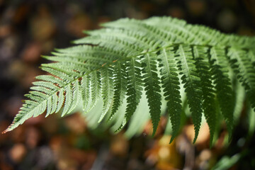 Green fern frond stretches diagonally across a softly blurred woodland background in a close nature photograph with warm sunlight for botanical texture and forest growth themes © angel_nt