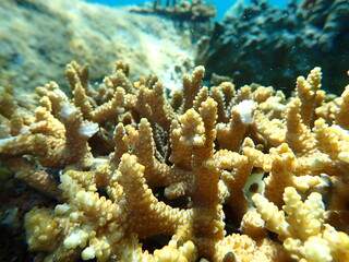 Acropora coral (Acropora sp.) with branching structure and dense polyps on tropical reef © kai