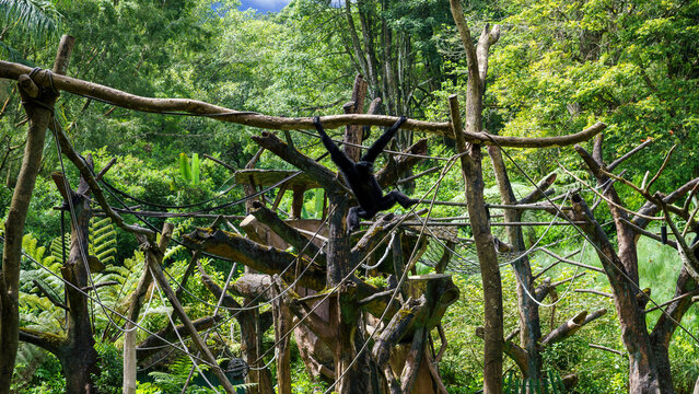 Black gibbon hanging by one arm from a wooden branch in a zoo enclosure