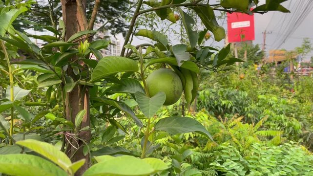 Citrus sinensis, commonly known as sweet orange, grows with lush green foliage and vibrant orange fruits, showcasing natural beauty, agricultural value, and fresh tropical scenery in Bangladesh.