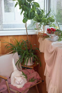 White cat rests on a pink chair beside a plant filled window corner in a cozy home photograph with a tea table and rainy glass for quiet domestic relaxation themes