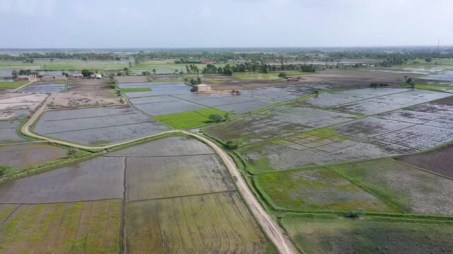 Drone Shot of Vibrant Green Rice Paddy Fields in Thatta Sindh Pakista