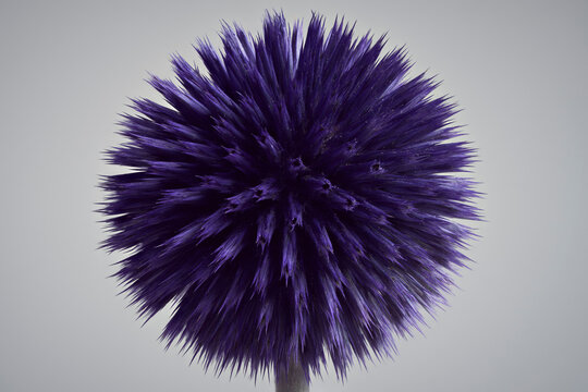 Close up of beautiful blue globe thistle flower against gray background