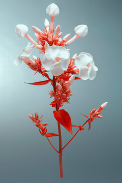 Infrared shot of phlox paniculat with white flowers against gray background