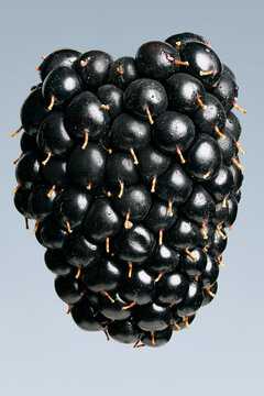 Extreme close up of ripe, wet blackberry against gray background