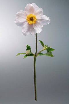 Still life of beautiful white thimble weed flower against gray background