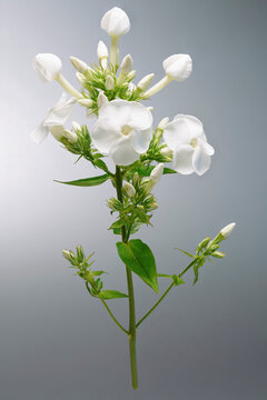 Studio shot of beautiful white Phlox paniculat flowers growing on stem against gray background
