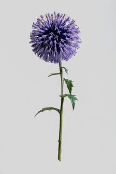 Still life of beautiful blue globe thistle growing on stem against gray background