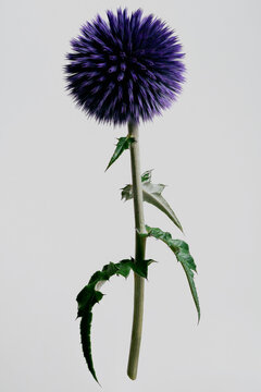 Still life of beautiful, fuzzy blue globe thistle growing on stem against gray background