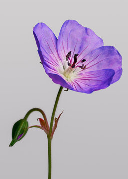 Still life close up of beautiful purple Herb-Robert flower on gray background