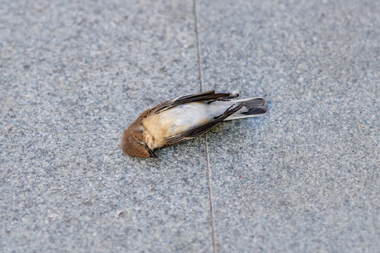 Small dead bird lying on stone pavement after fatal collision with transparent building glass window glazing. Deceased bird, transparent glazing collision hazards for flying birds. Bird window strike
