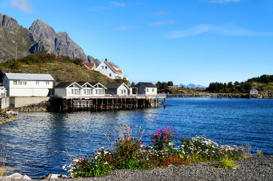 Traditional houses by the water in Henningsv&aelig;r on the Lofoten Islands with rocky mountains, blue sea and flowering coastal vegetation under sunny blue autumn skies in Northern Norway