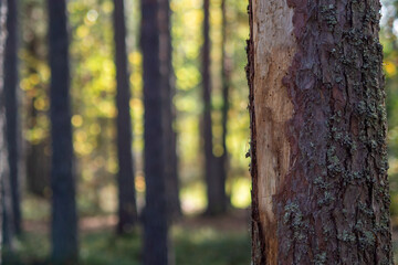 Fototapeta premium Weathered Pine Trunk with Lichen Beside Blurred Autumn Forest