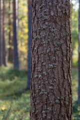 Obraz premium Vertical Pine Tree Bark Texture with Lichen in Autumn Forest