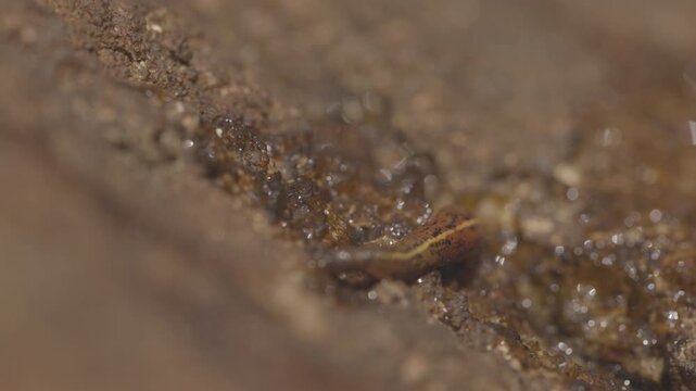 Brown land leech, Haemadipsa zeylanica crawling over wet rocks in slow motion, detailed view of leech in tropical forest environment of Sri Lanka, natural wildlife. ProRes 422 10 bit, raw C-LOG video.