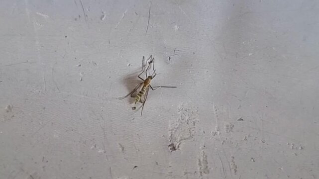 Close up a Mosquito malaria Pro Photo.
Mosquito female on the interior wall of a building in the town of Pre&scaron;ov. Beautiful 4K Footage.